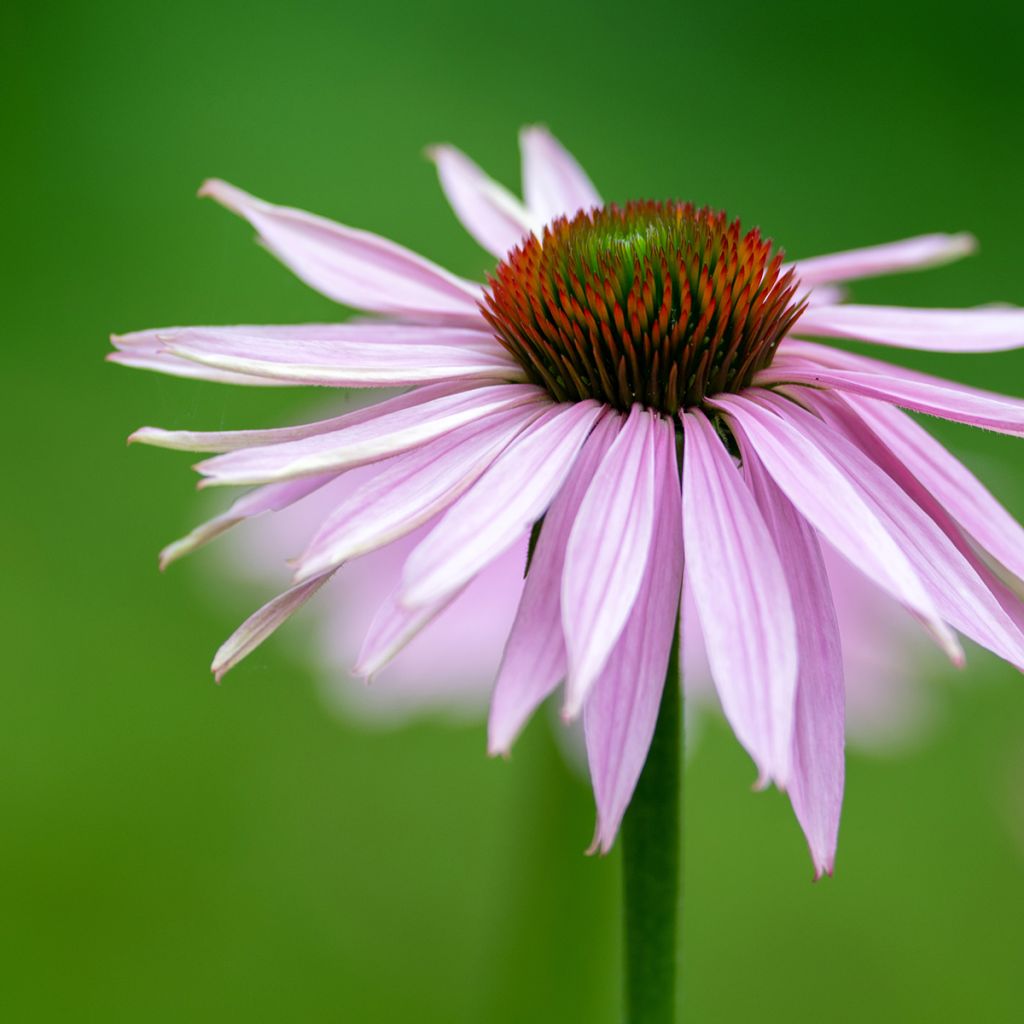 Echinacea pallida