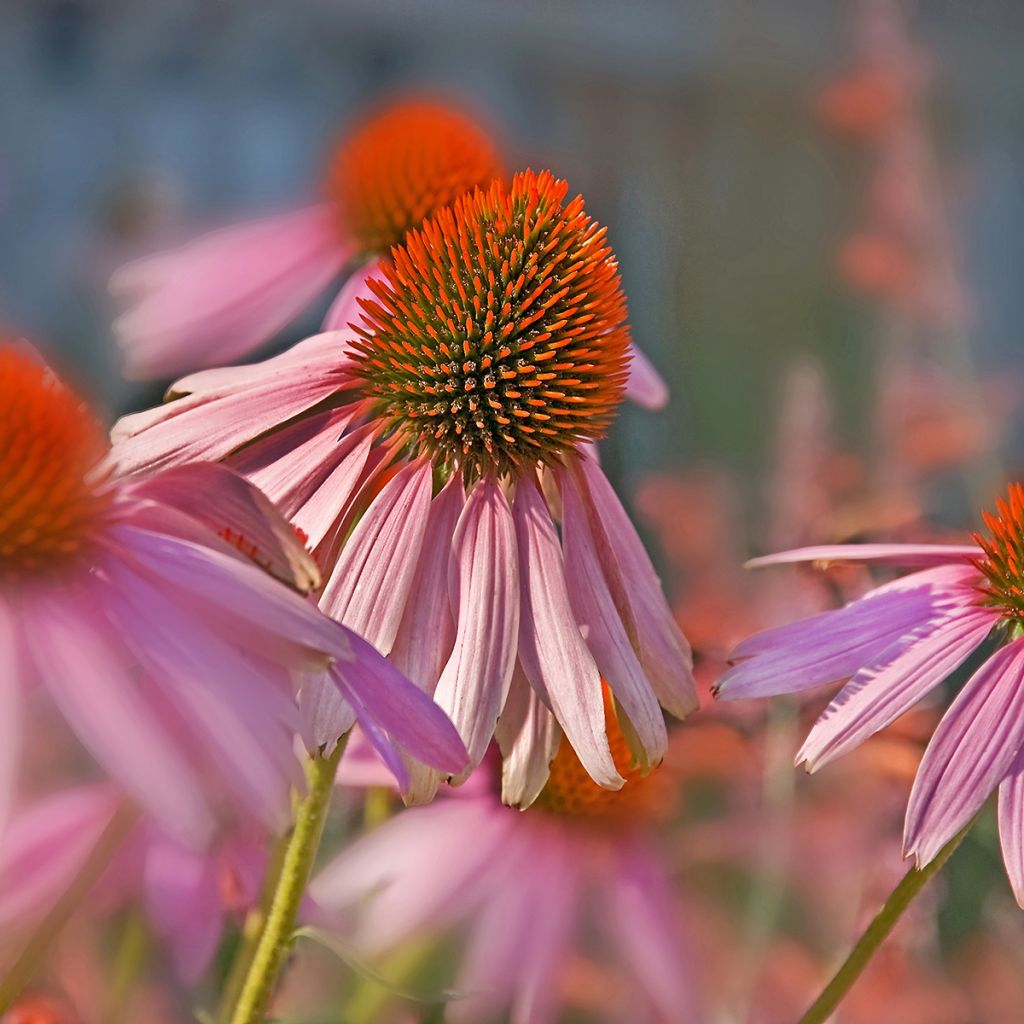 Echinacea pallida