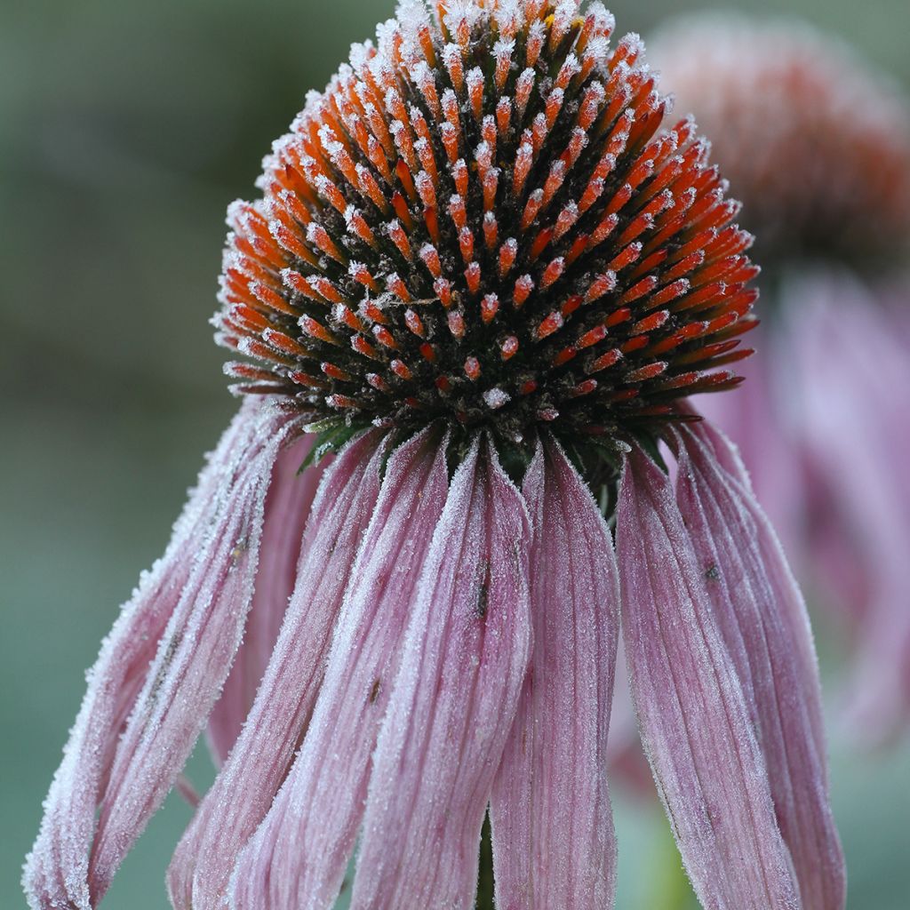 Echinacea pallida