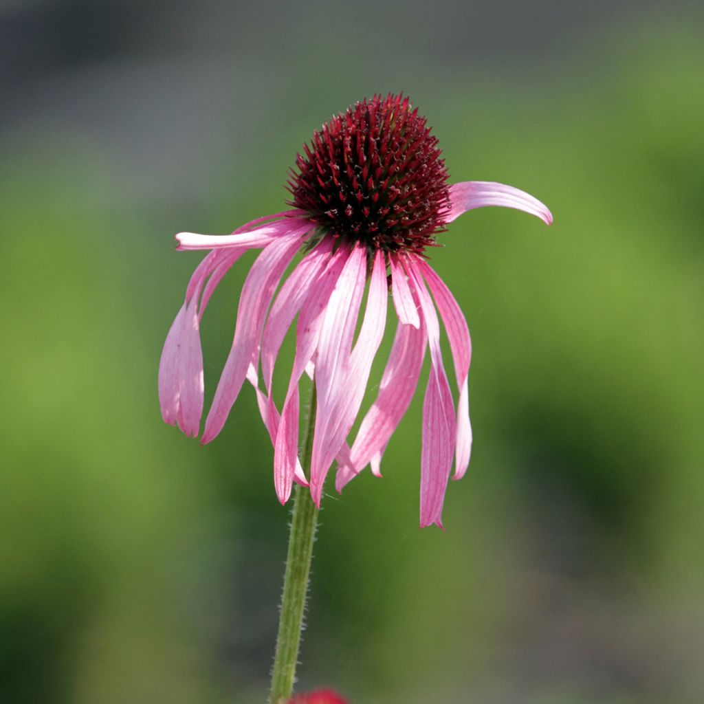 Echinacea pallida