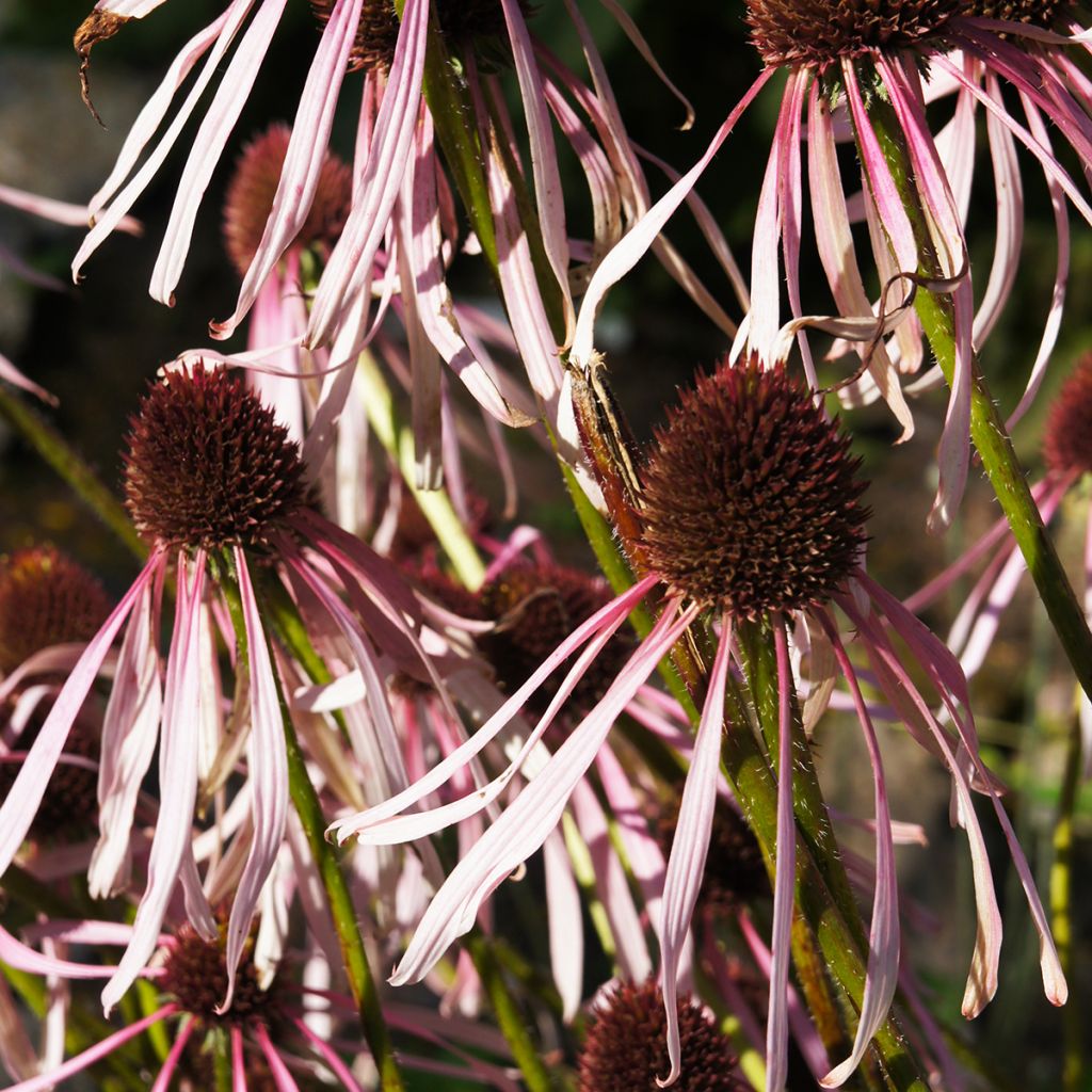 Echinacea pallida Hula Dancer