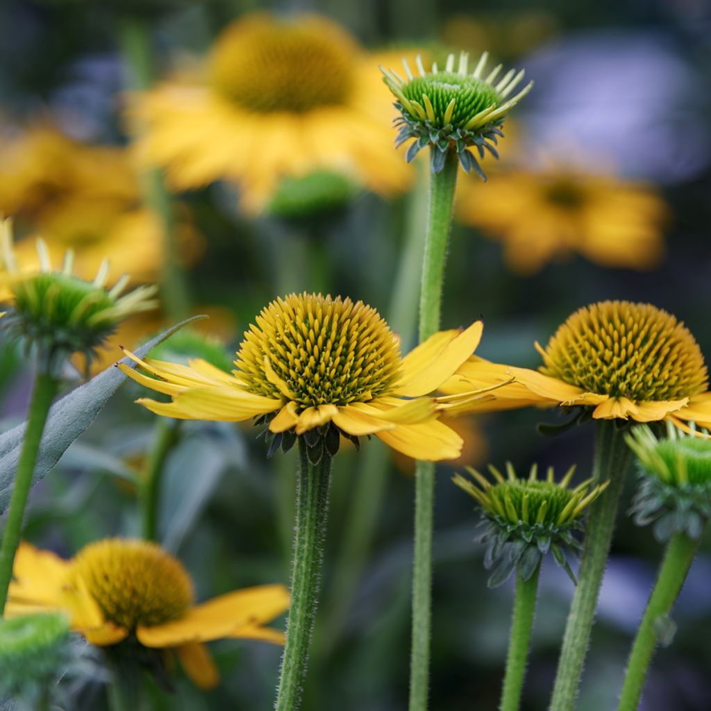 Echinacea paradoxa