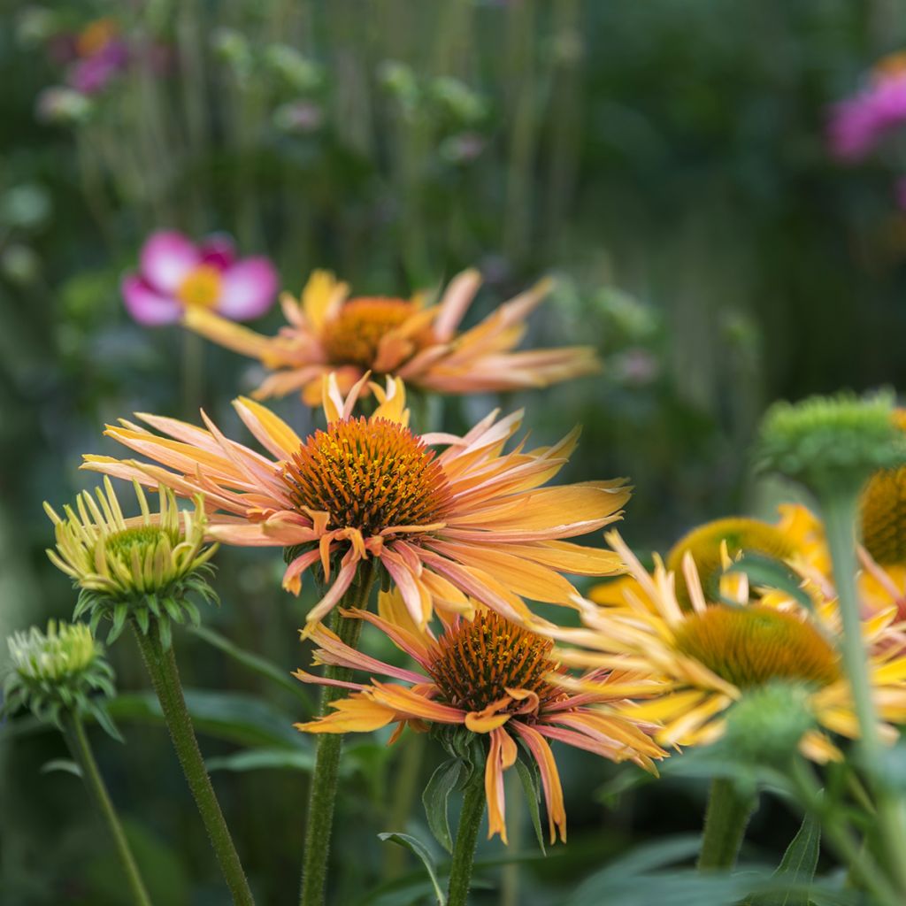 Echinacea paradoxa