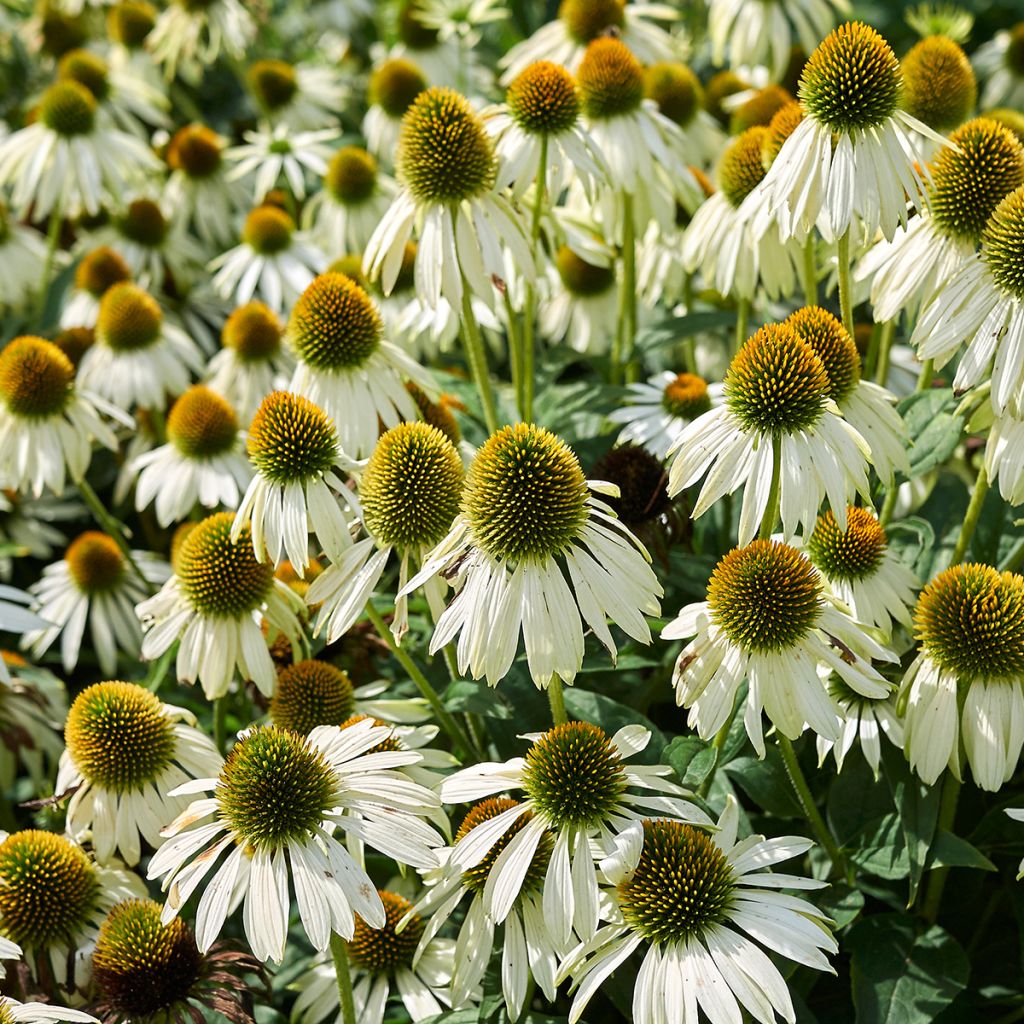 Echinacea purpurea Alba