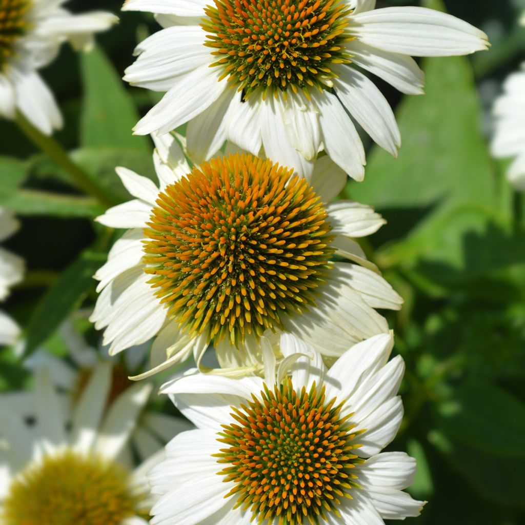 Echinacea purpurea Alba