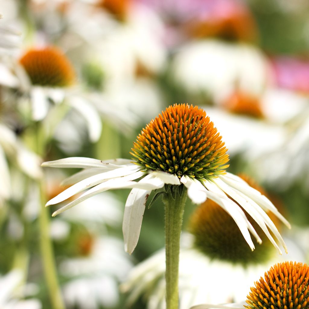 Echinacea purpurea Alba (semi)