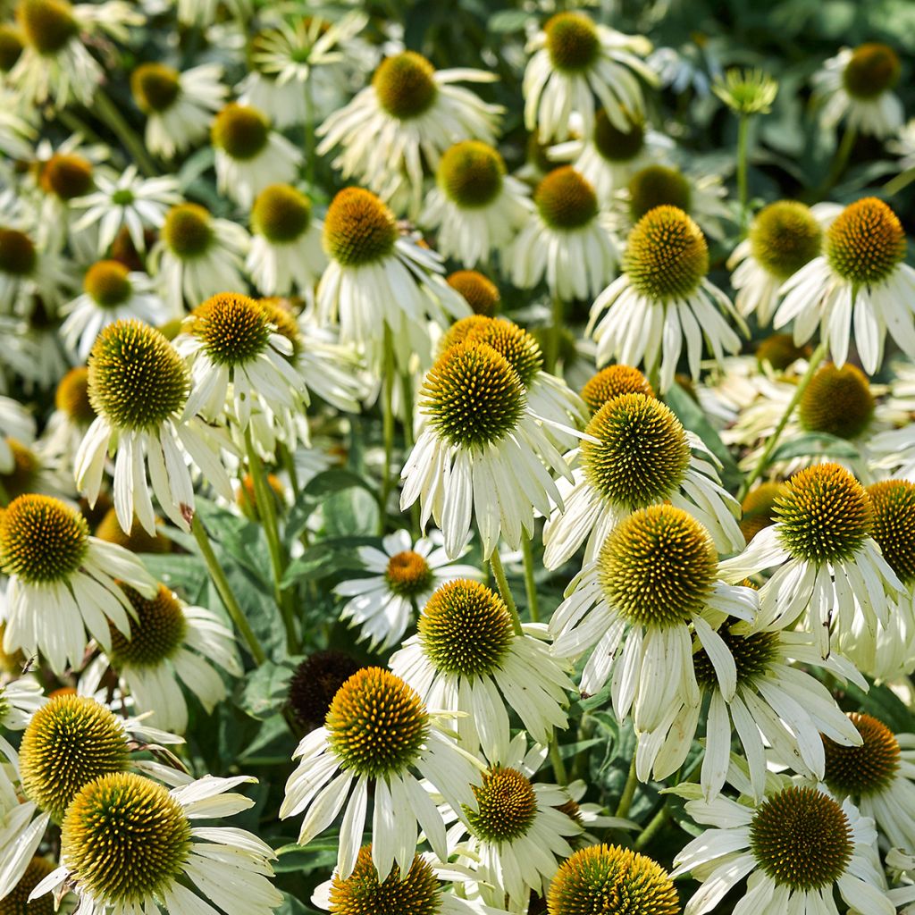 Echinacea purpurea Alba (semi)