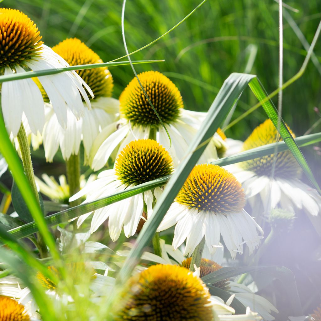 Echinacea purpurea Alba (semi)