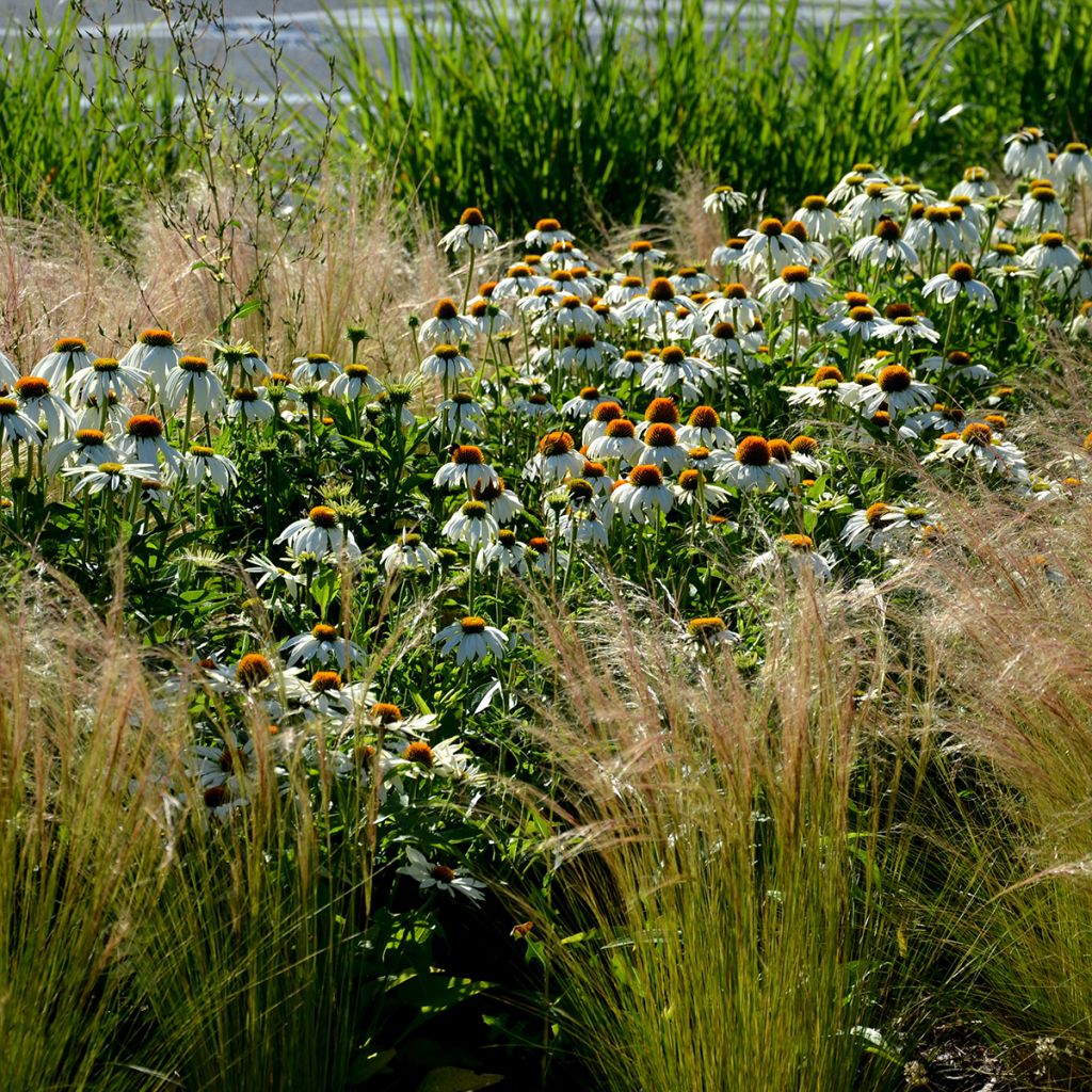 Echinacea purpurea Alba (semi)