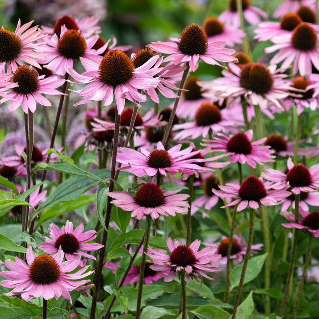 Echinacea purpurea Augustkönigin