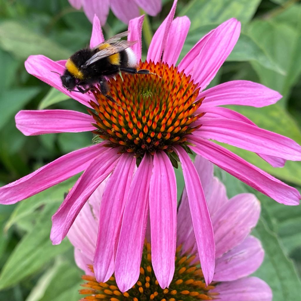 Echinacea purpurea Leuchtstern