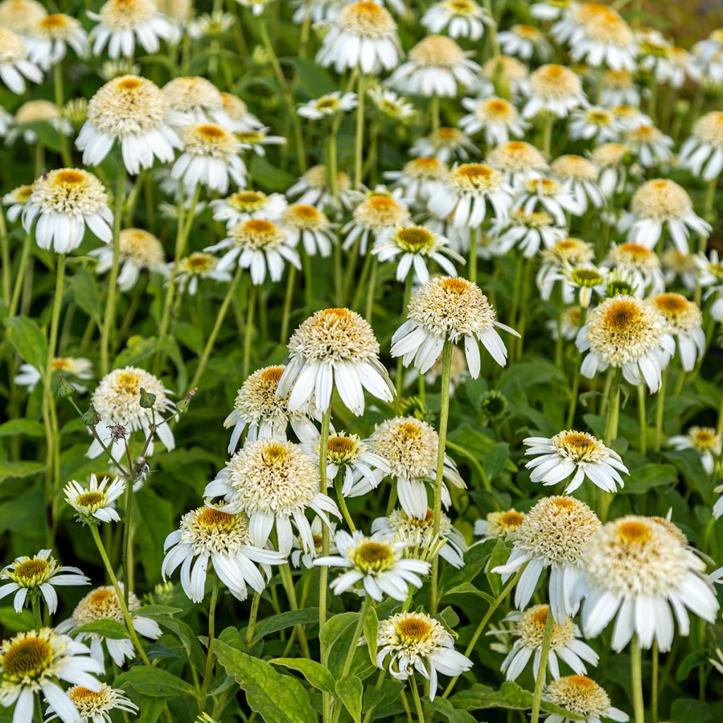 Echinacea purpurea Milkshake