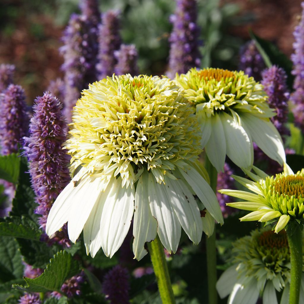 Echinacea purpurea Milkshake