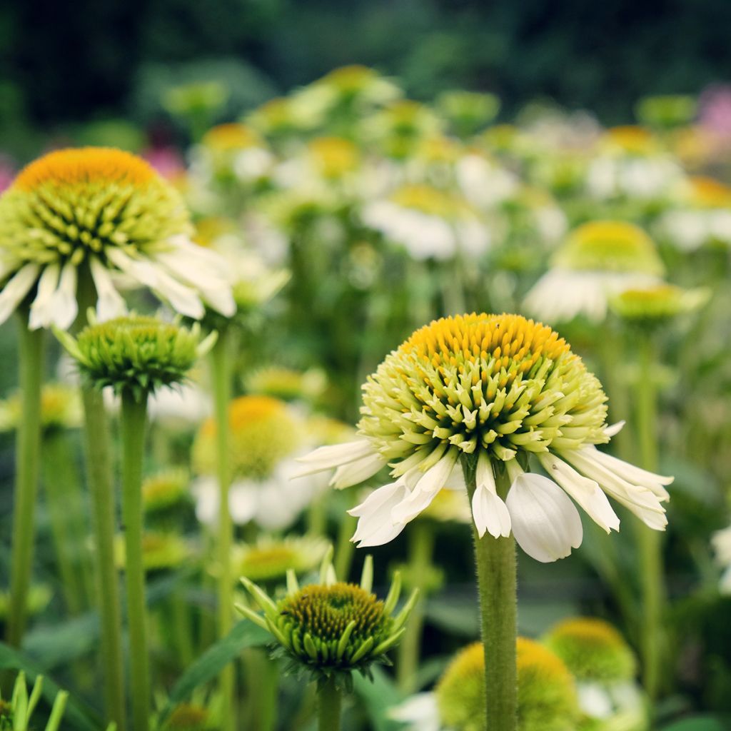 Echinacea purpurea Milkshake