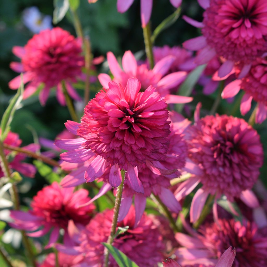 Echinacea purpurea Pink Double Delight