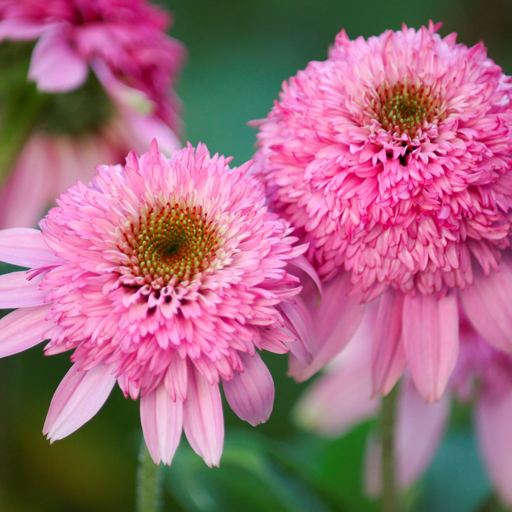 Echinacea purpurea Pink Double Delight