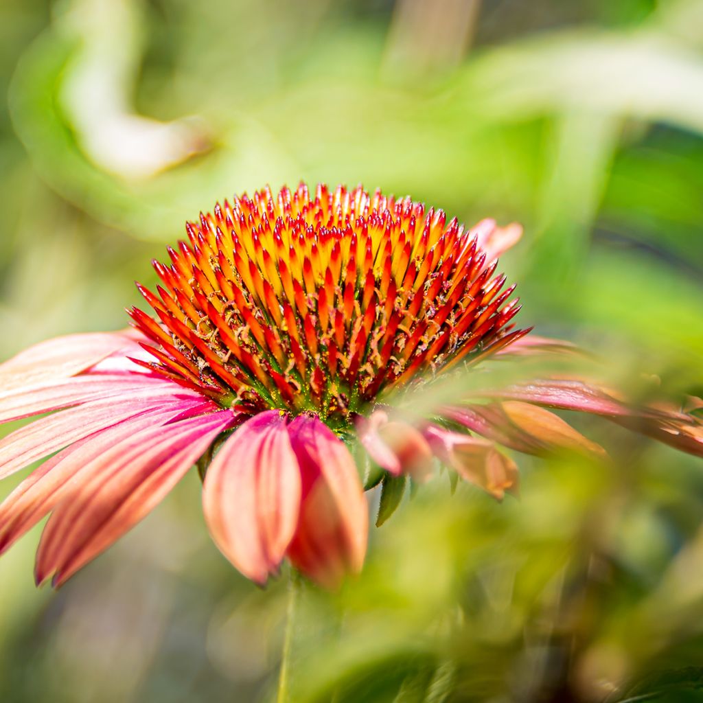 Echinacea purpurea Sundown