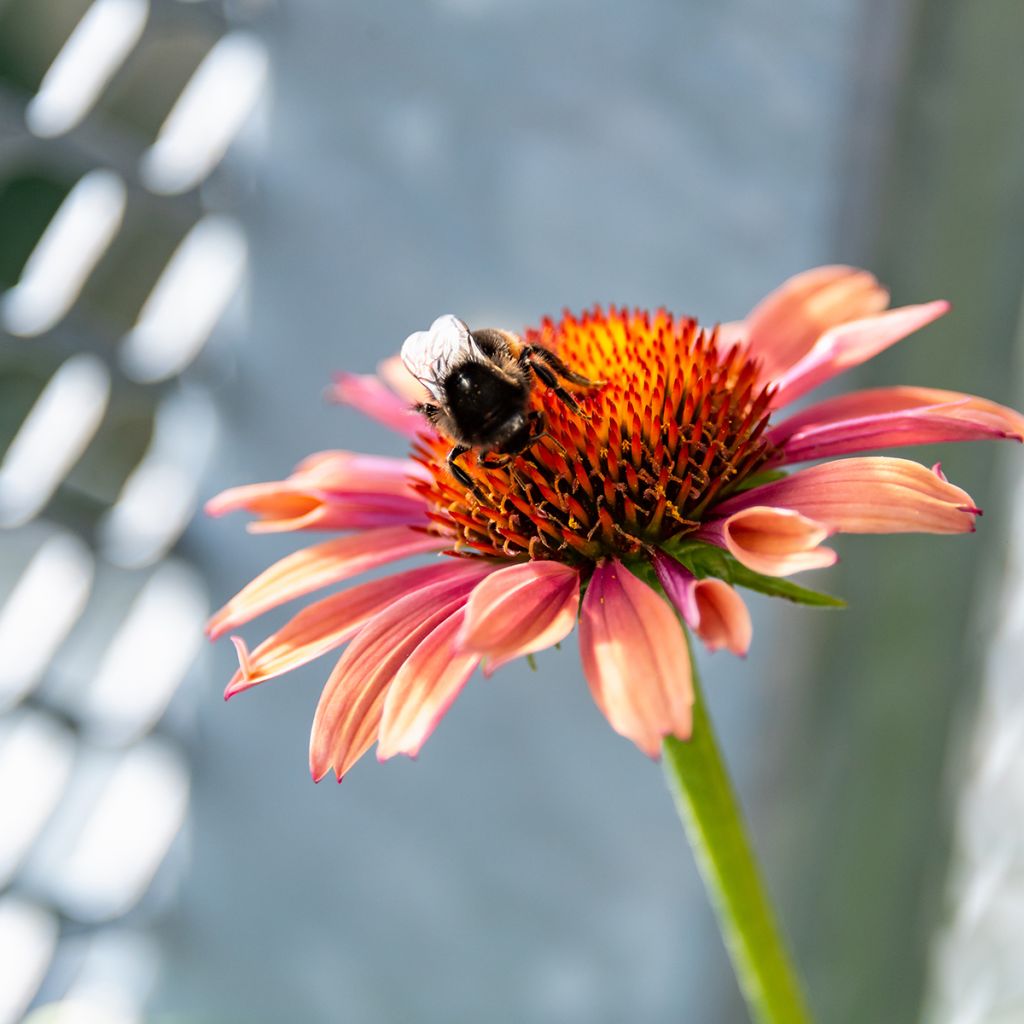 Echinacea purpurea Sundown