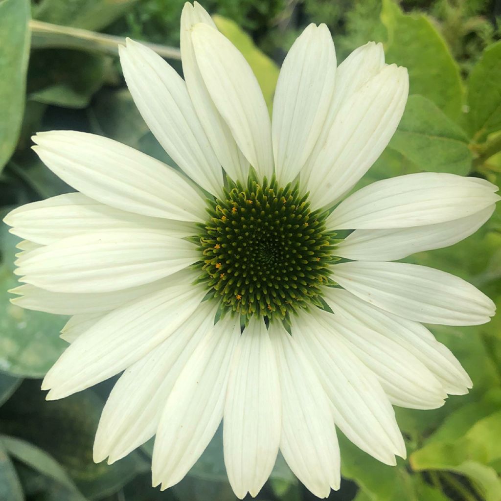 Echinacea purpurea Virgin