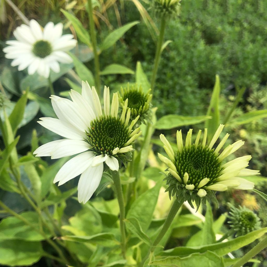 Echinacea purpurea Virgin