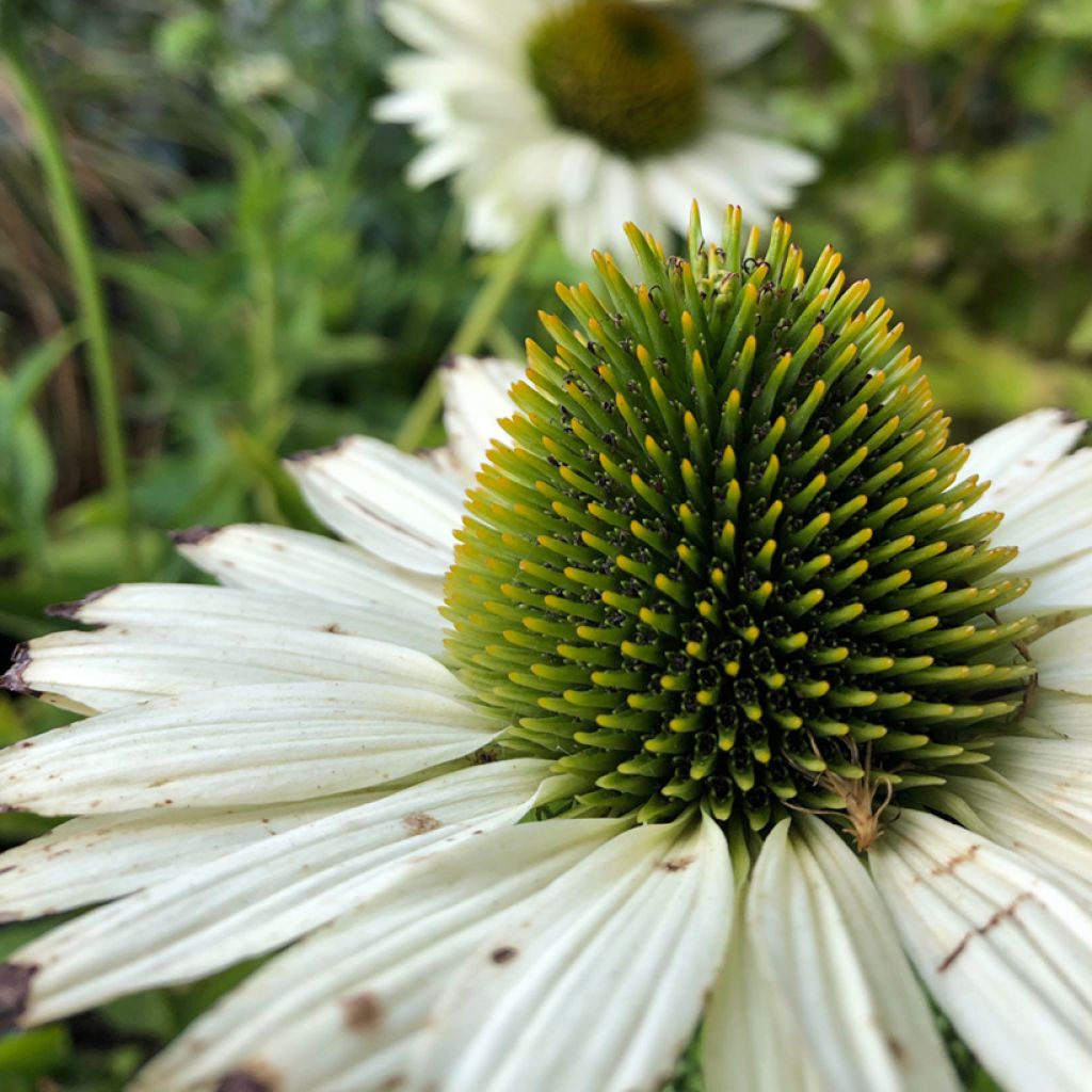 Echinacea purpurea Virgin