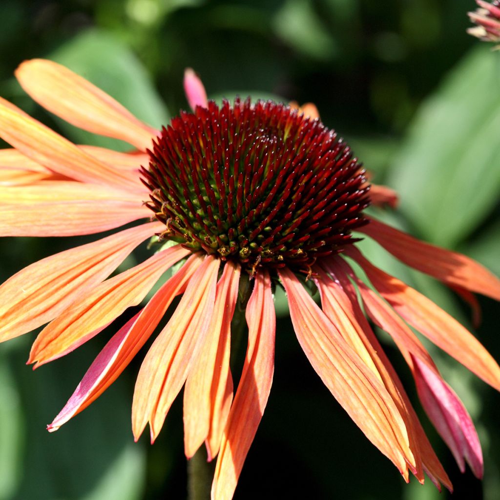 Echinacea purpurea Sundown