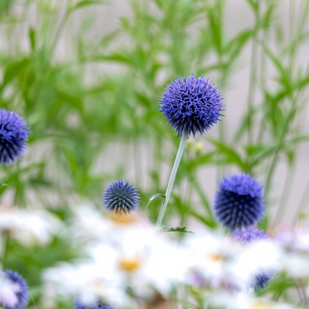 Echinops bannaticus Blue Globe - Cardo pallottola