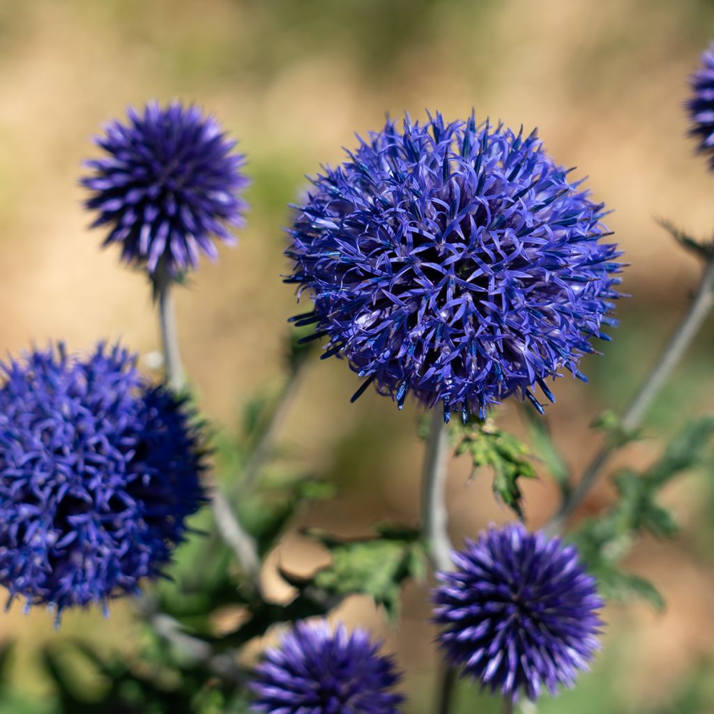 Echinops bannaticus Blue Globe - Cardo pallottola