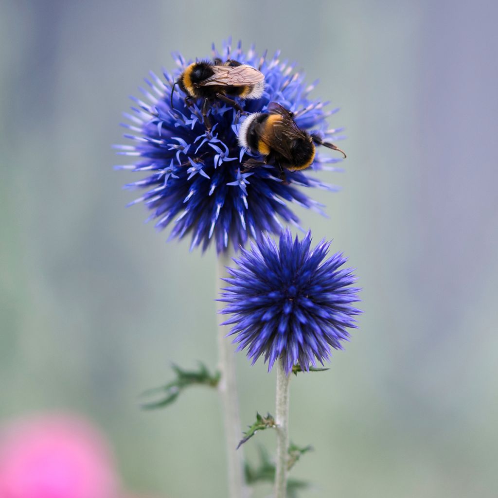 Echinops bannaticus Blue Globe - Cardo pallottola