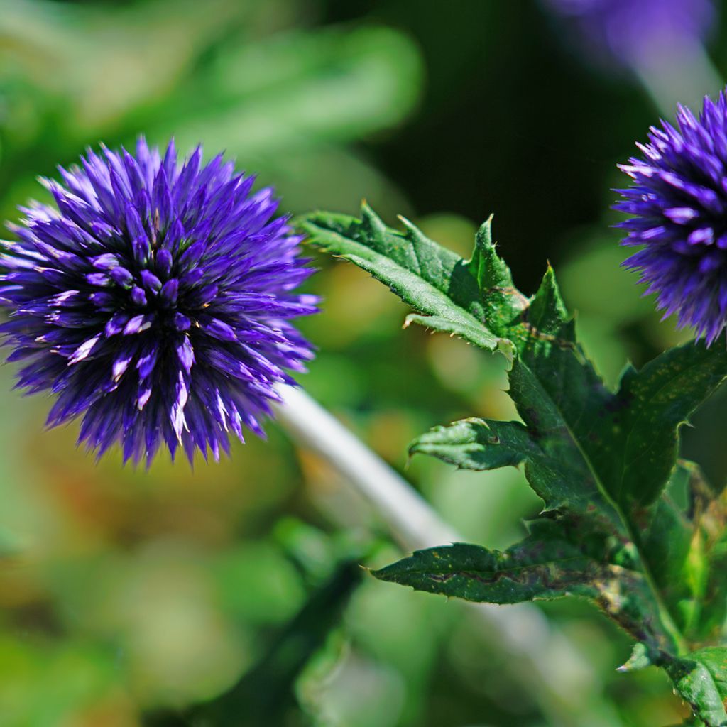 Echinops bannaticus Blue Globe - Cardo pallottola