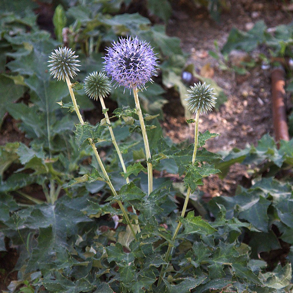 Echinops bannaticus Blue Glow - Cardo pallottola