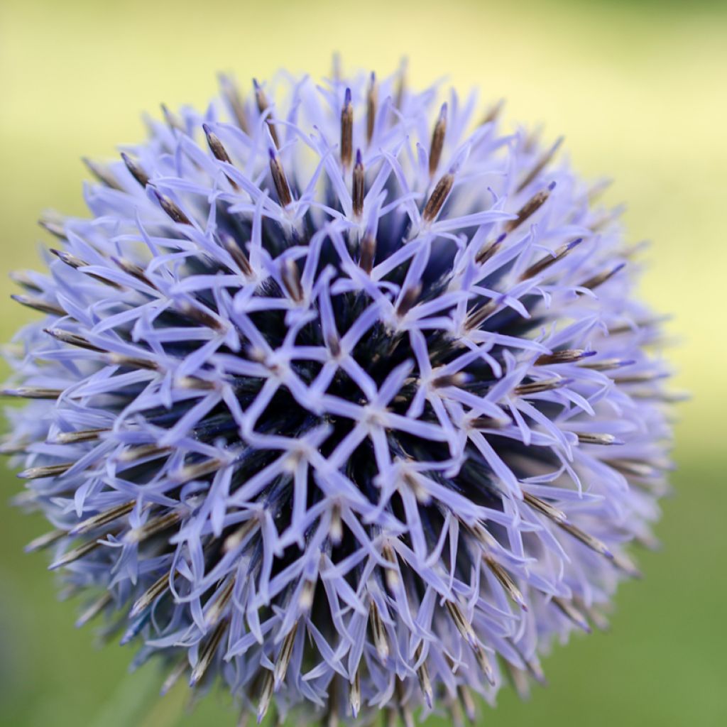 Echinops bannaticus Blue Glow - Cardo pallottola