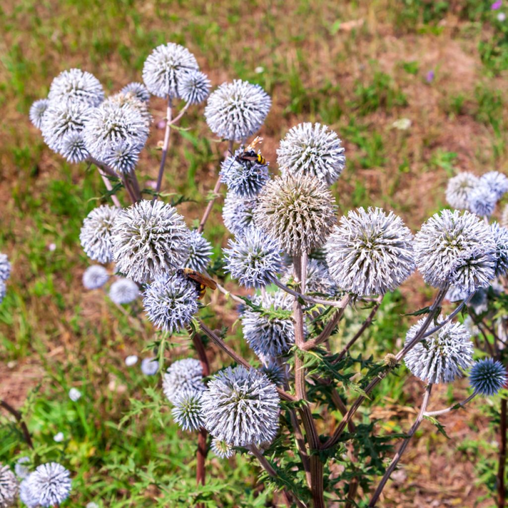 Echinops bannaticus Blue Glow - Cardo pallottola