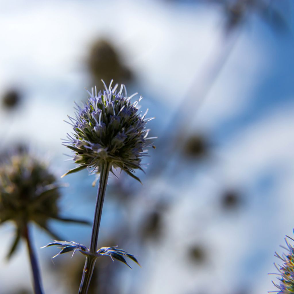 Echinops bannaticus Blue Glow - Cardo pallottola