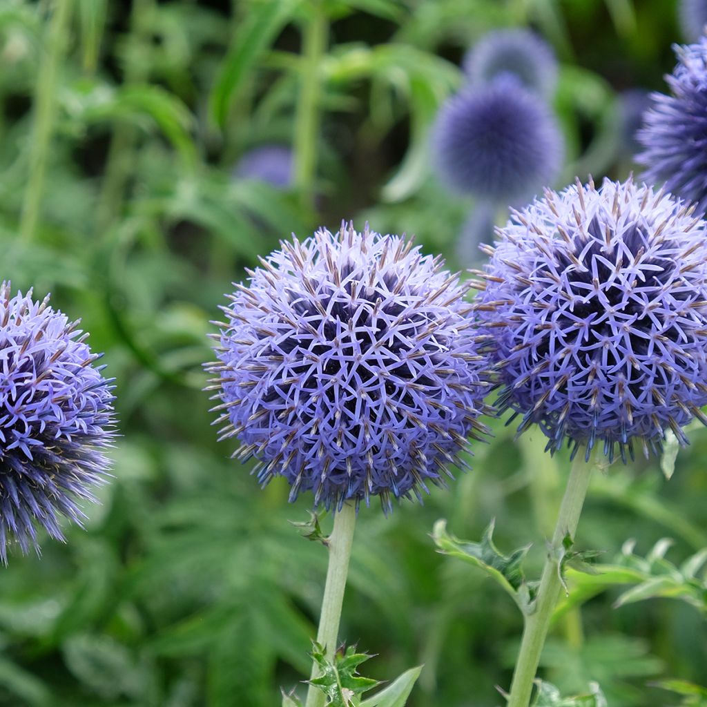 Echinops bannaticus Taplow Blue - Cardo pallottola