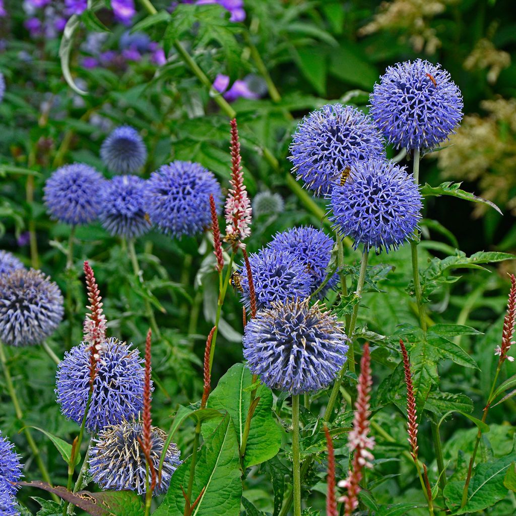 Echinops bannaticus Taplow Blue - Cardo pallottola