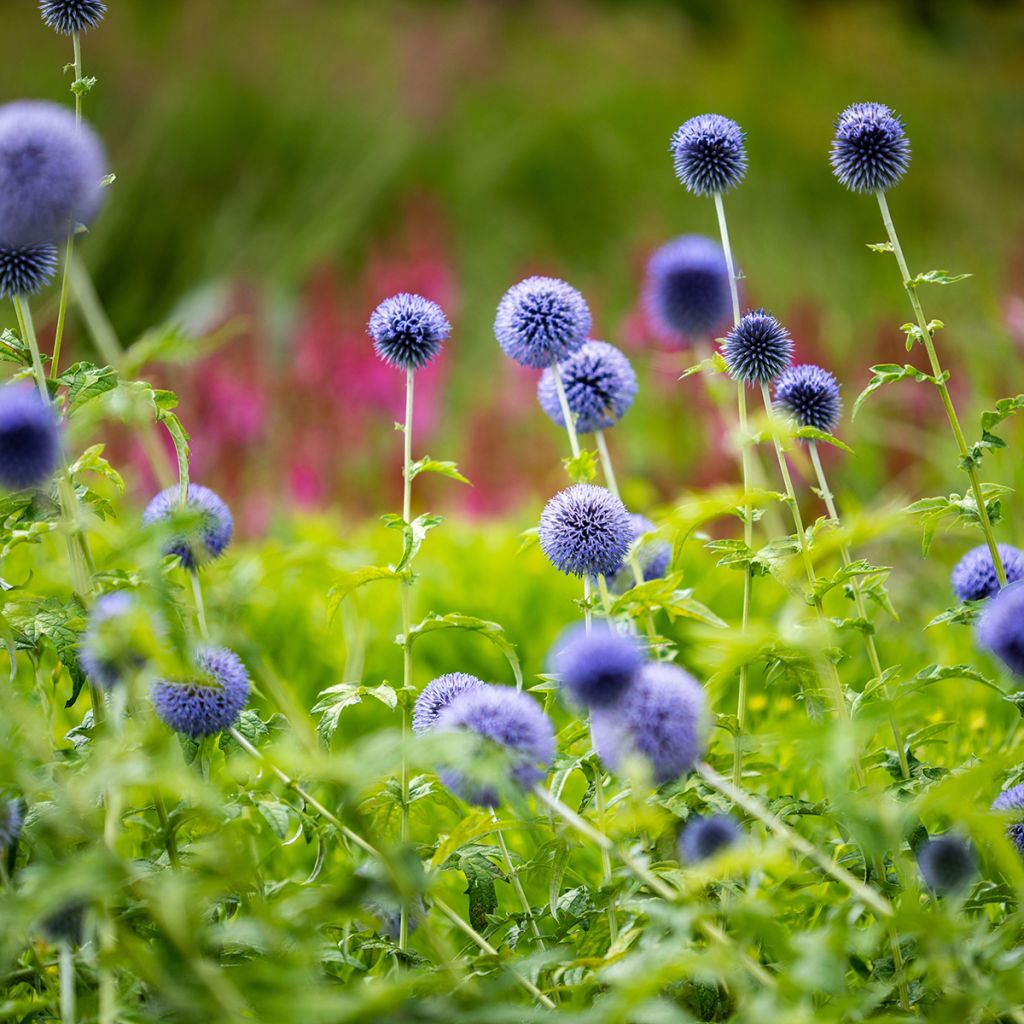 Echinops bannaticus Taplow Blue - Cardo pallottola