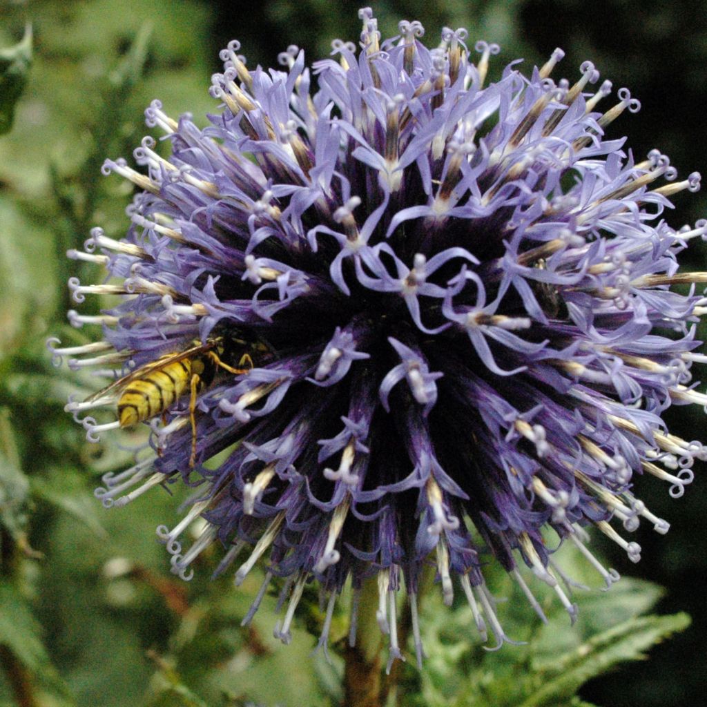 Echinops bannaticus Blue Globe - Boule azurée