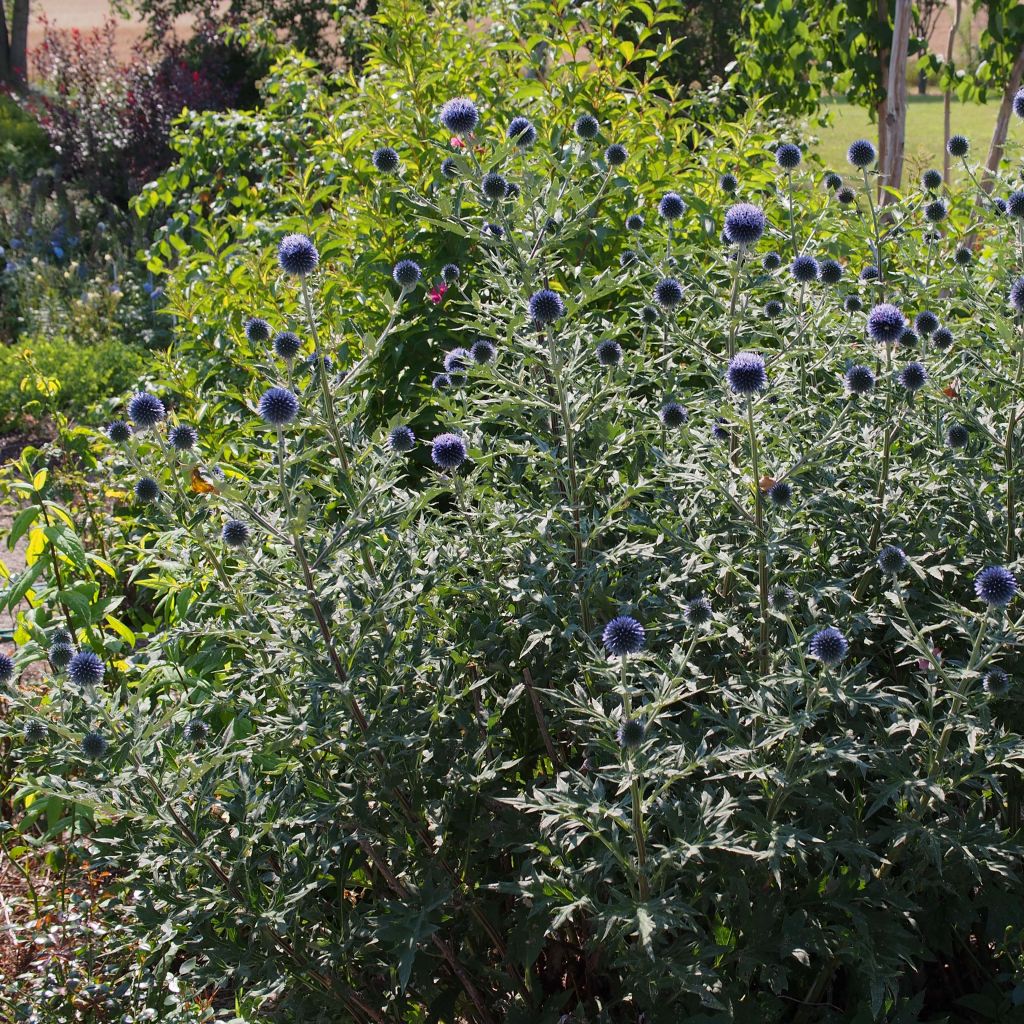 Echinops ritro Veitch’s Blue - Chardon boule