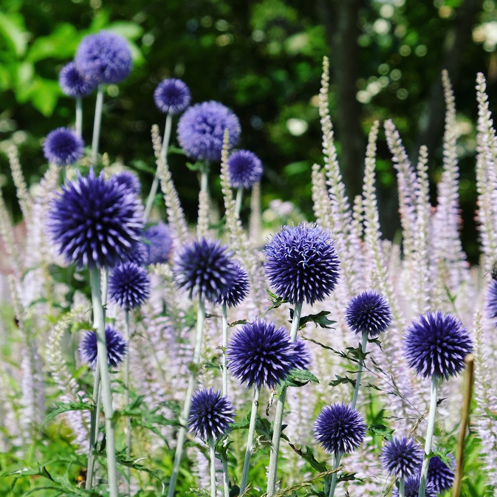 Echinops ritro Veitch’s Blue - Cardo-pallottola coccodrillo