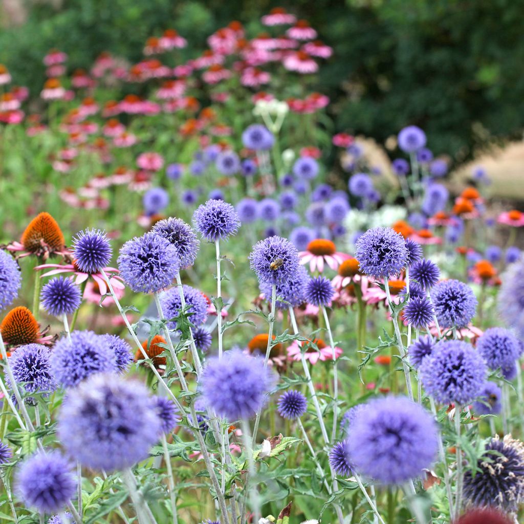 Echinops ritro Veitch’s Blue - Cardo-pallottola coccodrillo