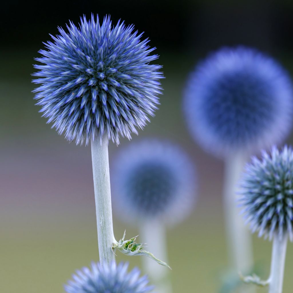 Echinops ritro Veitch’s Blue - Cardo-pallottola coccodrillo