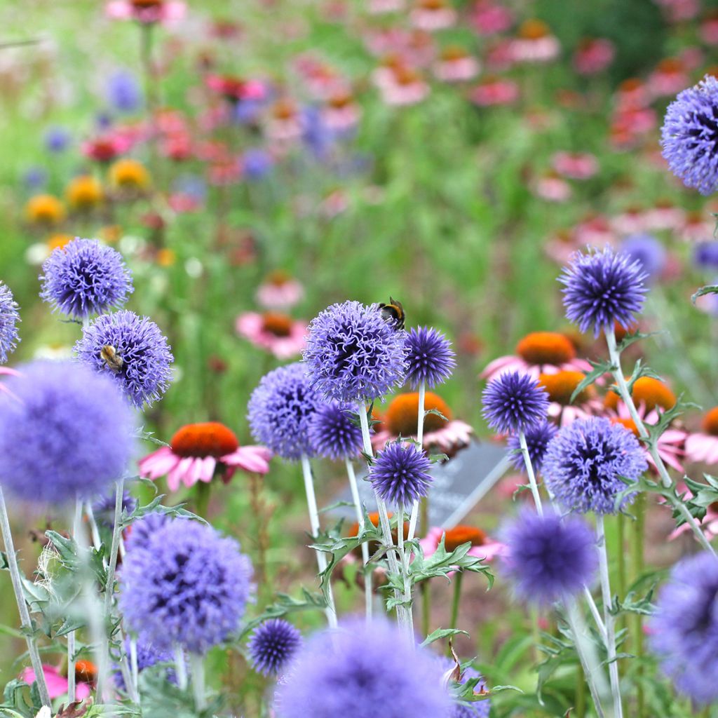 Echinops ritro Veitch’s Blue - Cardo-pallottola coccodrillo