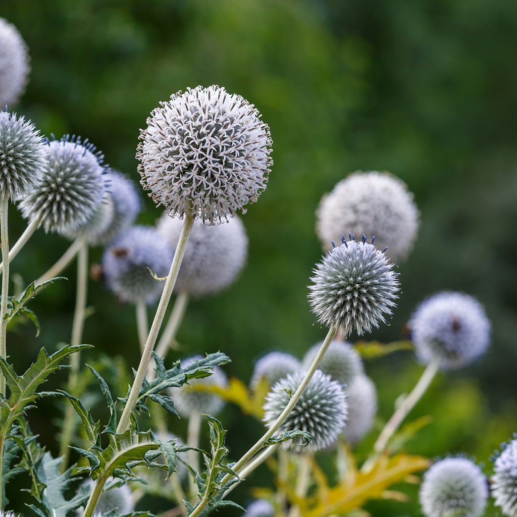 Echinops sphaerocephalus - Cardo-pallottola maggiore