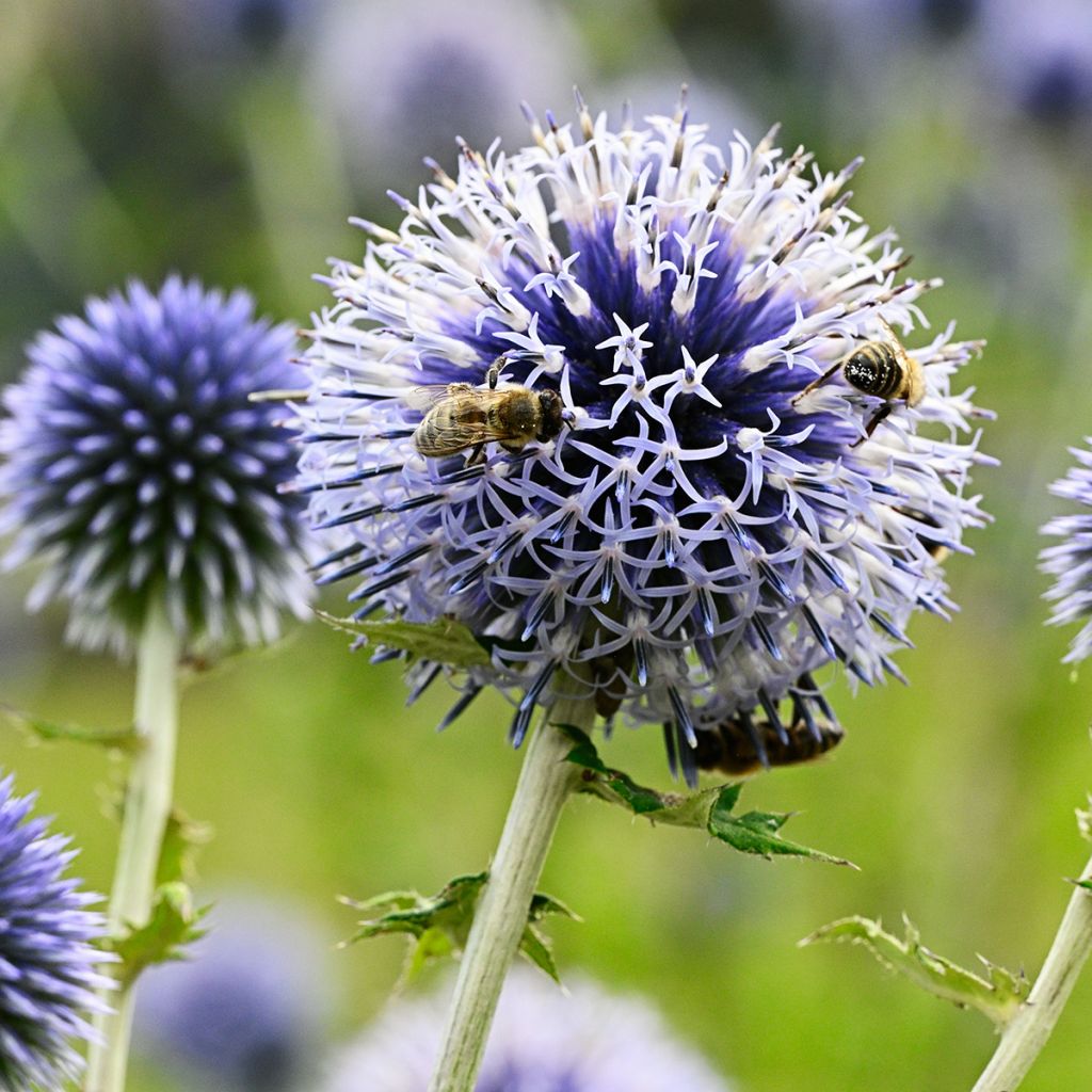 Echinops sphaerocephalus - Cardo-pallottola maggiore