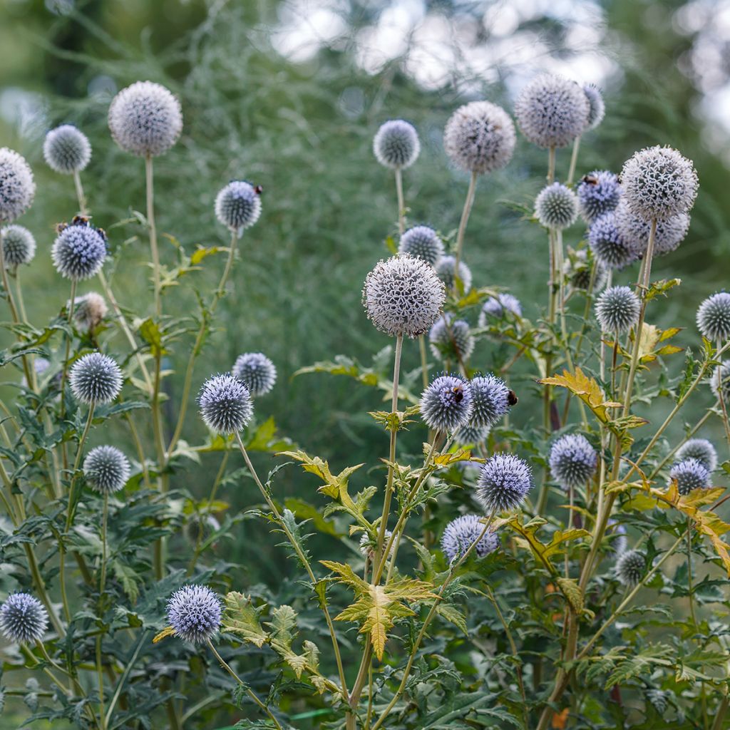 Echinops sphaerocephalus - Cardo-pallottola maggiore