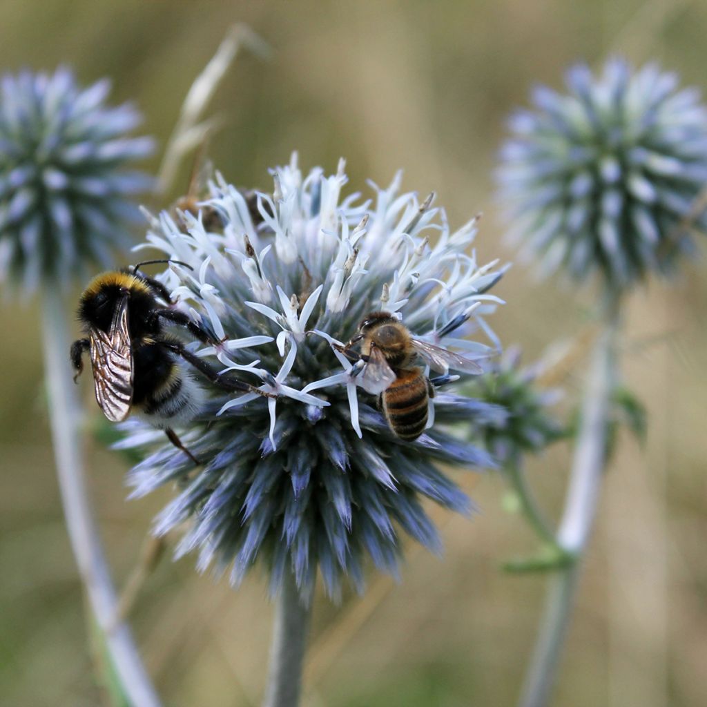 Echinops sphaerocephalus - Cardo-pallottola maggiore