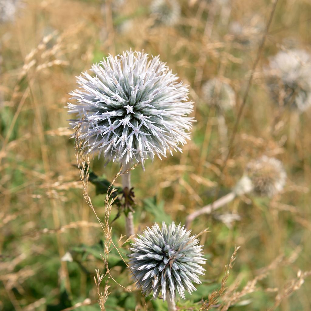 Echinops sphaerocephalus - Cardo-pallottola maggiore