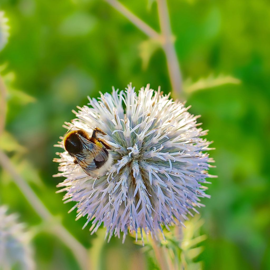 Echinops sphaerocephalus - Cardo-pallottola maggiore