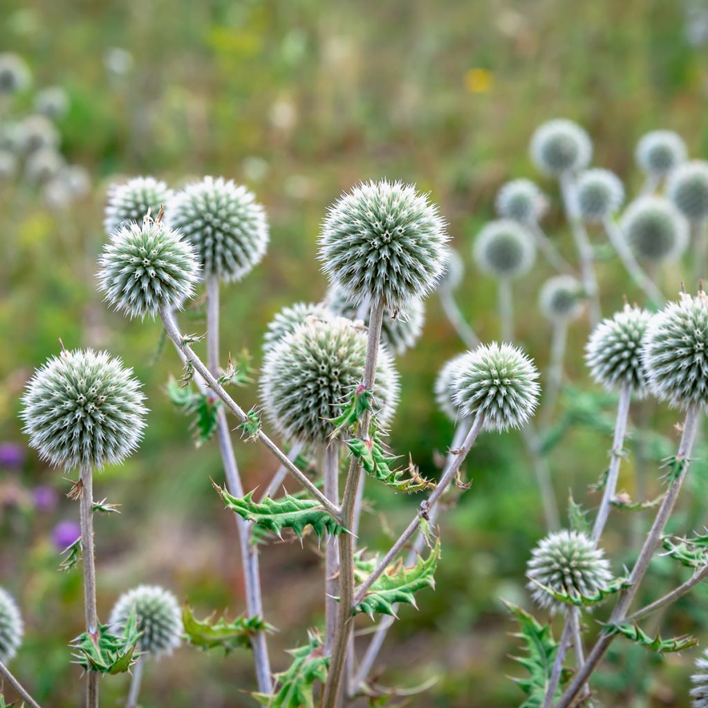 Echinops sphaerocephalus - Cardo-pallottola maggiore